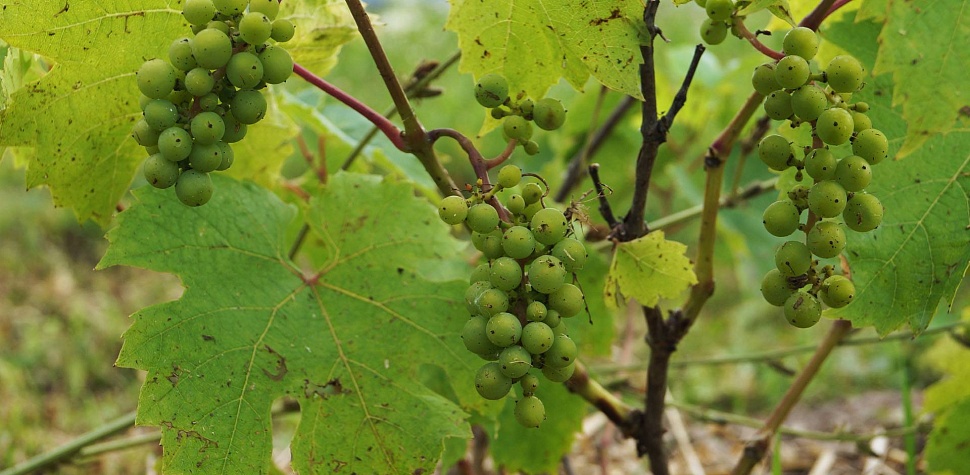 Выращиваем только экологически чистый (биодинамический) виноград!