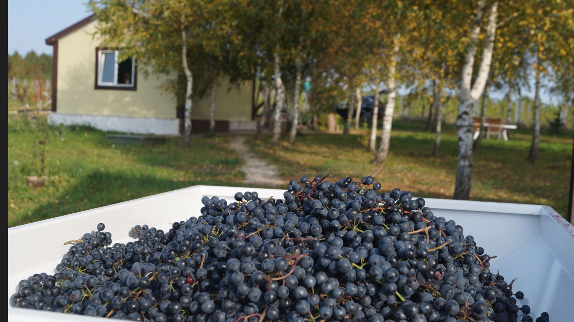 Виноград в Туле, купить морозостойкий неукрывной виноград в усадьбе KULAKOVO